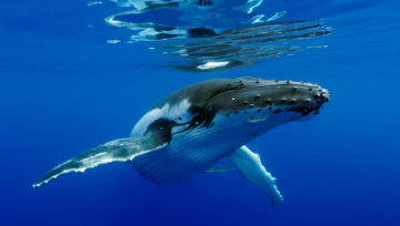 Rencontre inoubliable avec les baleines à Tahiti